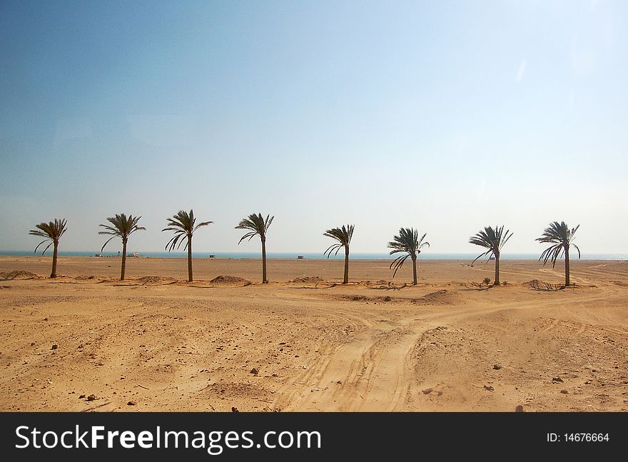 Palm trees planted in line along the red sea in egypt. Palm trees planted in line along the red sea in egypt