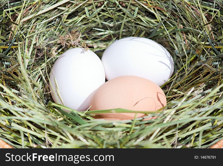 Chicken eggs in straw nest. Chicken eggs in straw nest