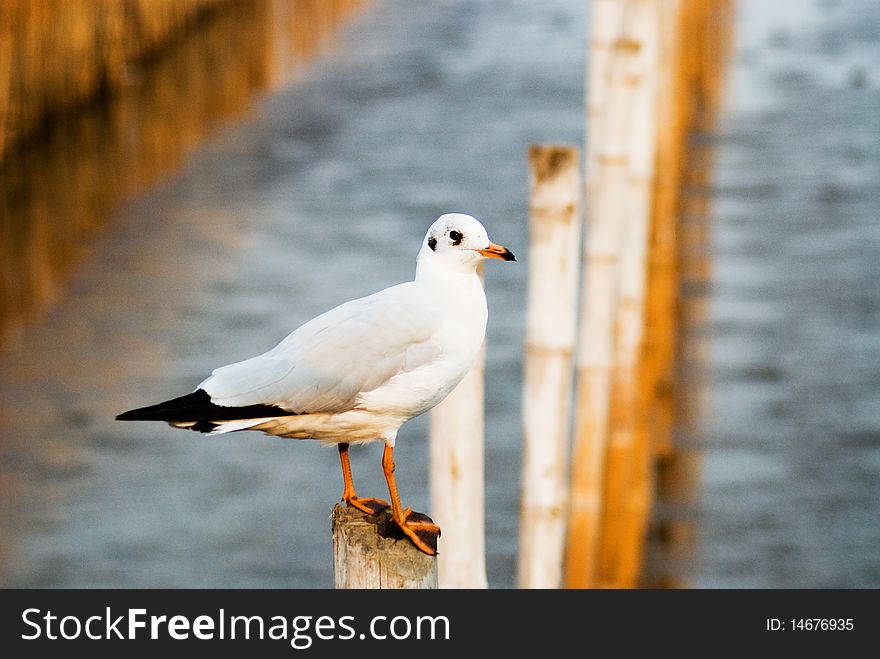 A seagull is on bamboo