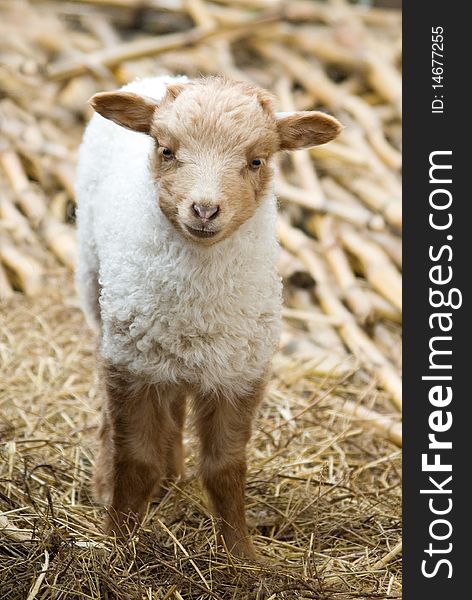 Closeup portrait of little cute lamb