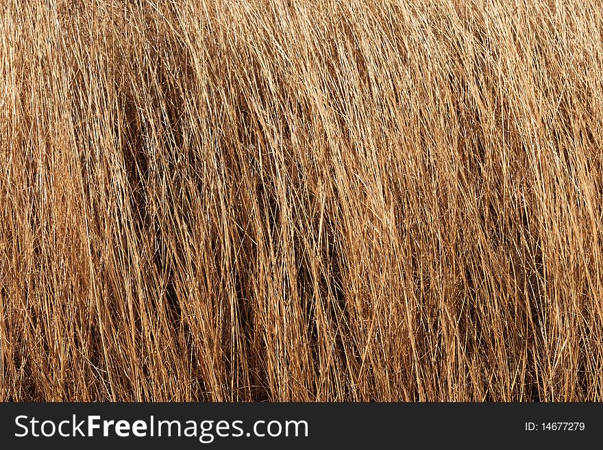 Dry Grass in Alentejo, near the border of Spain. Dry Grass in Alentejo, near the border of Spain.