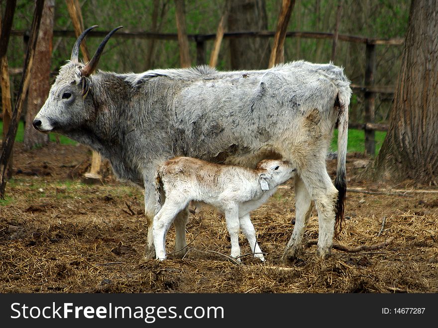 Highland Cow with calf eating milk