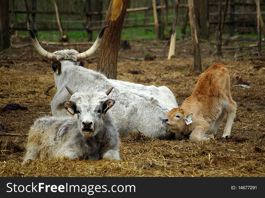 Family of highland cattle. Hungary.