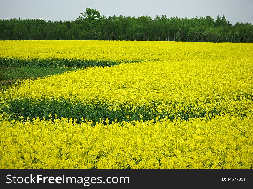 Nice view of blooming yellow rape field