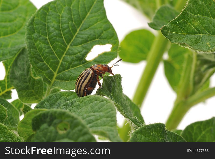 Potato bug eating potato plant