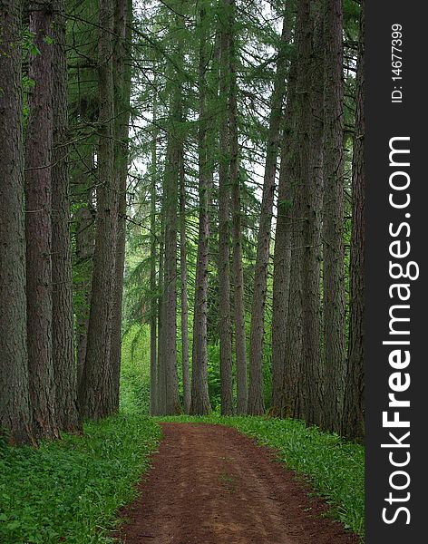 Road through old larch forest