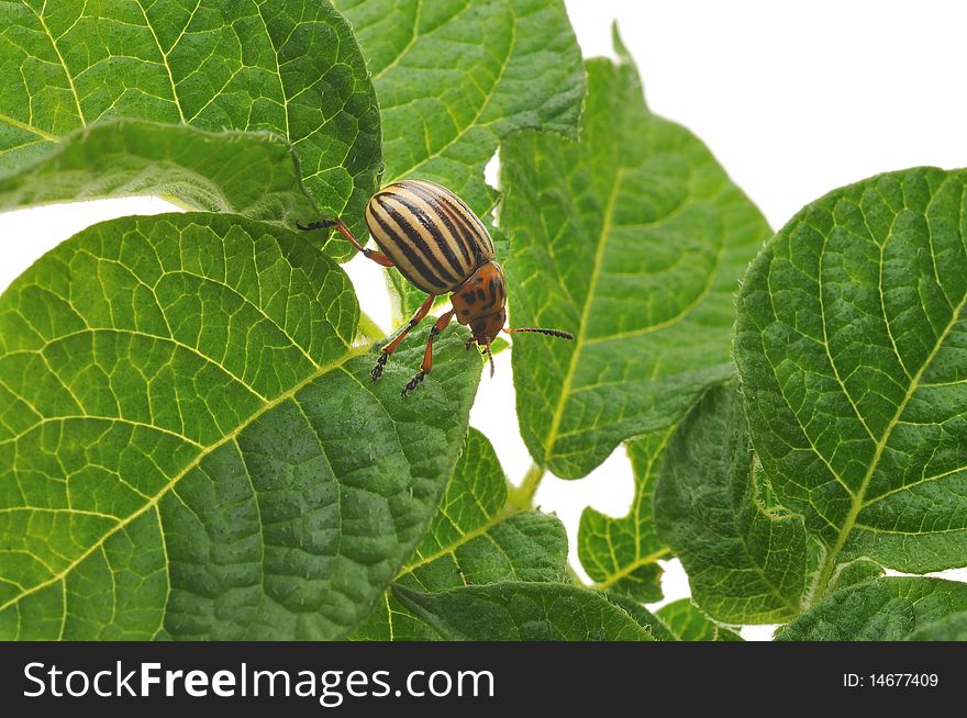 Potato bug eating potato plant