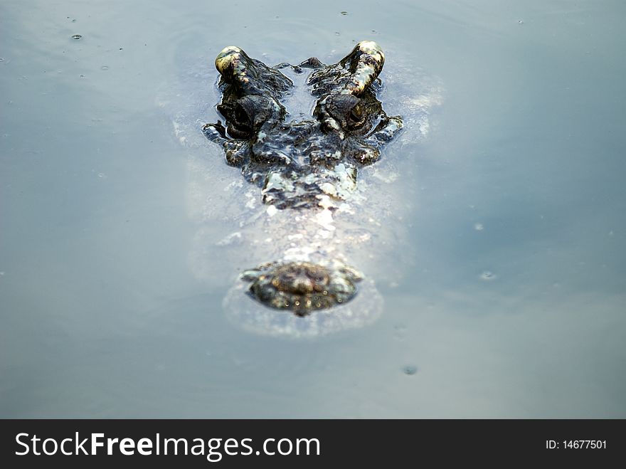 Head of crocodile in the water