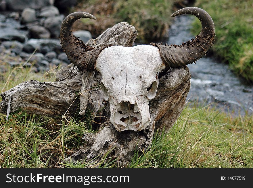 Wildebeest skull laying on a dead tree, Africa