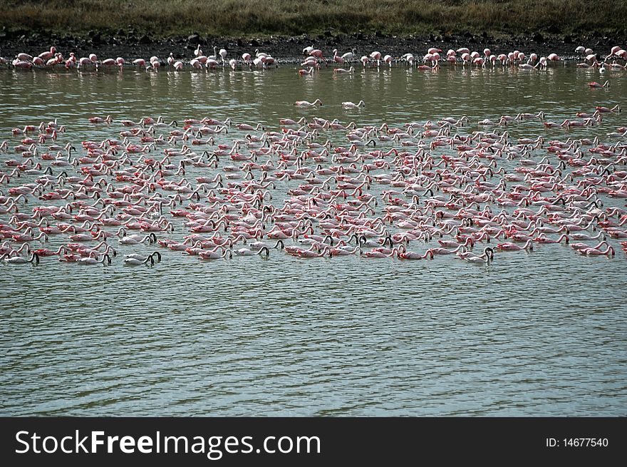 Pink flamingos swimming in a african lake