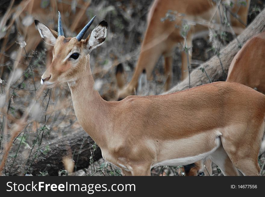 Antelope puppy hiding in harsh bush, National park of Serengeti