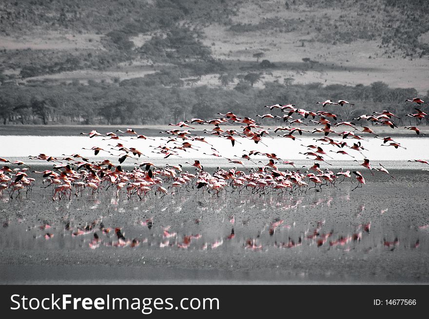 Pink flamingos taking off from the lake. Pink flamingos taking off from the lake