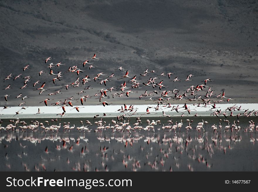 Pink flamingos taking off from the lake. Pink flamingos taking off from the lake