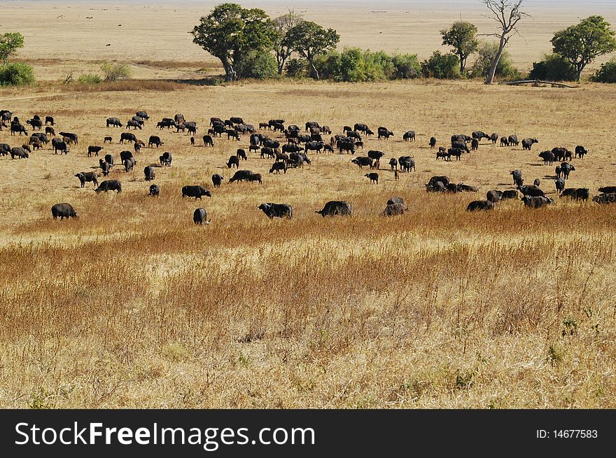 Herd of wildebeest eating in savannah,National park of serengeti