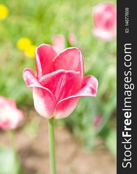 In a photo the red tulip is represented