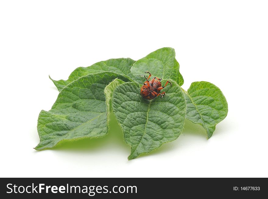 Potato bug eating potato plant