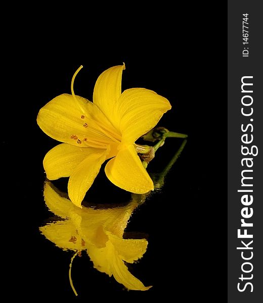 Yellow flower on the black background with water drops