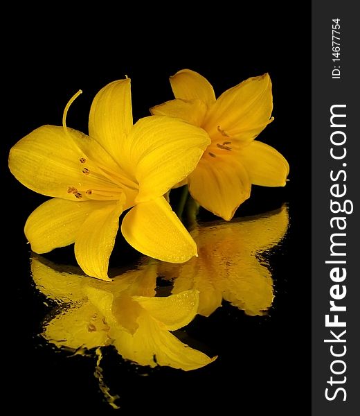 Yellow flower on the black background with water drops