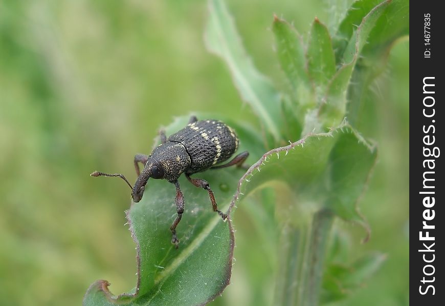 Black bug on the green grass background