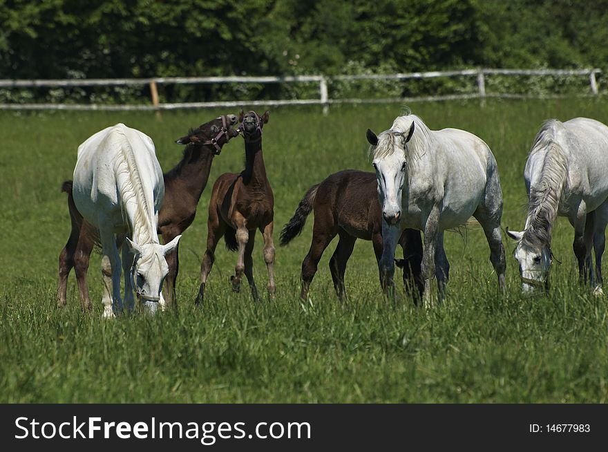 Pasturing horses on the farm
