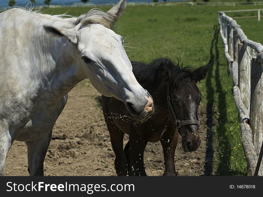 Drinking horses on the farm