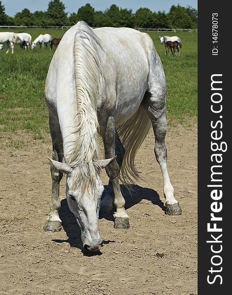 White horses on the farm