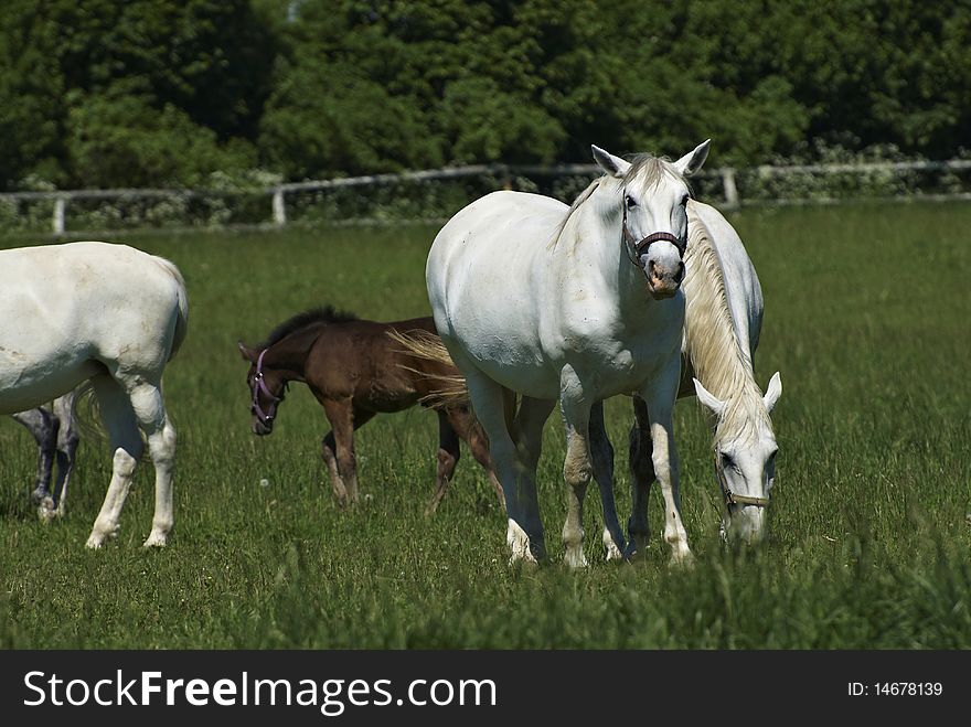White horses on the farm