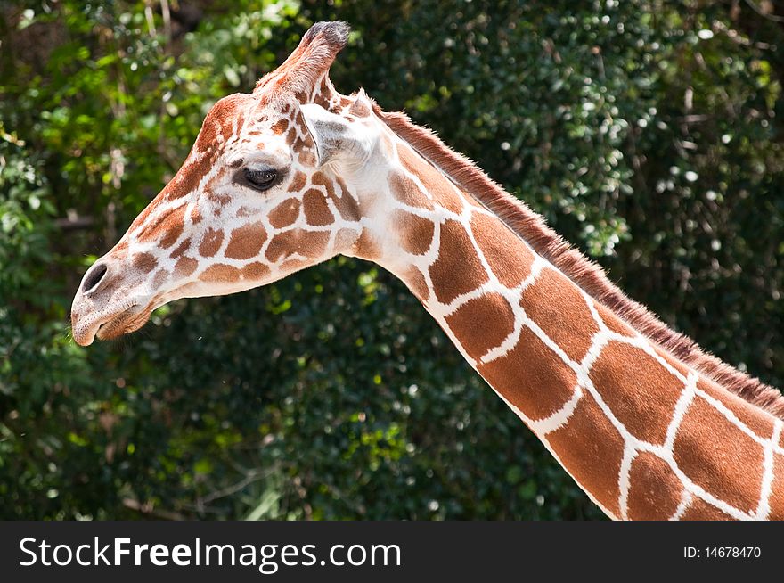 Photo of an adult reticulated giraffe.