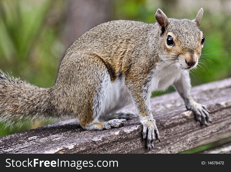 A grey squirrel with an inquisitive gaze.