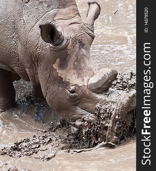 Rhino playing in a mud puddle. Rhino playing in a mud puddle.