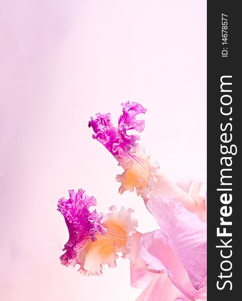 Beautiful Orchids on pink background