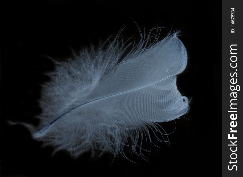 Single feather glowing with black background. Single feather glowing with black background