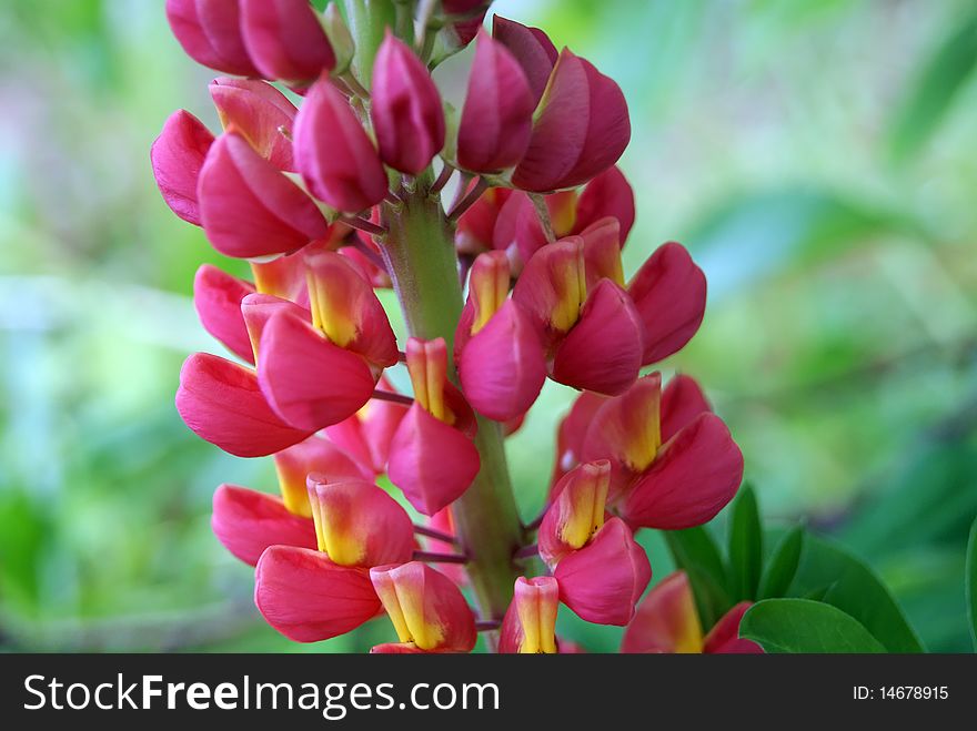 Pink Lupine on colored background. Pink Lupine on colored background