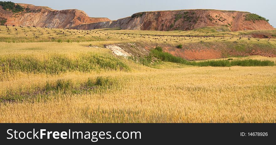 Summer is coming, the wheat turn yellow. Summer is coming, the wheat turn yellow