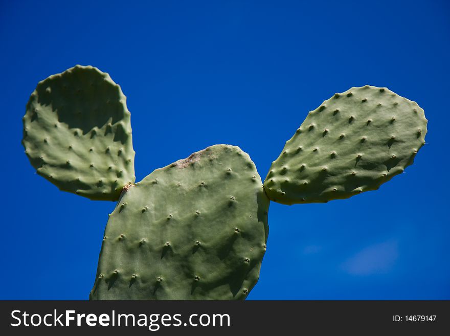 A green cactus on a perfect blue sky, Oahu, Hawaii