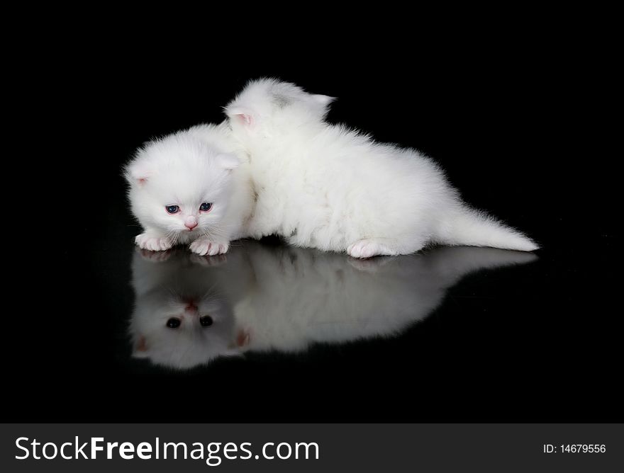 Two white persian kittens looking at their own reflections.