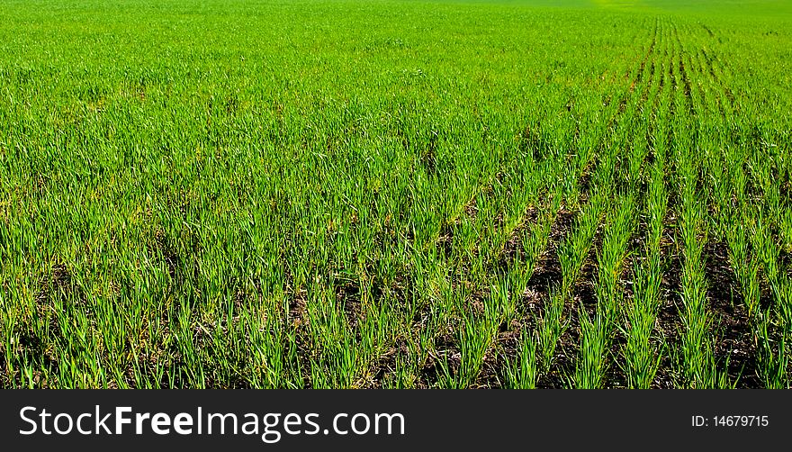 An image of a green field with young growth