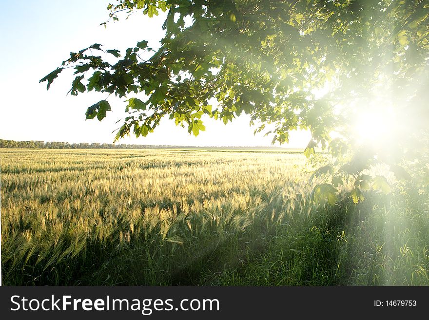 An image of a beautiful field of green barley. An image of a beautiful field of green barley