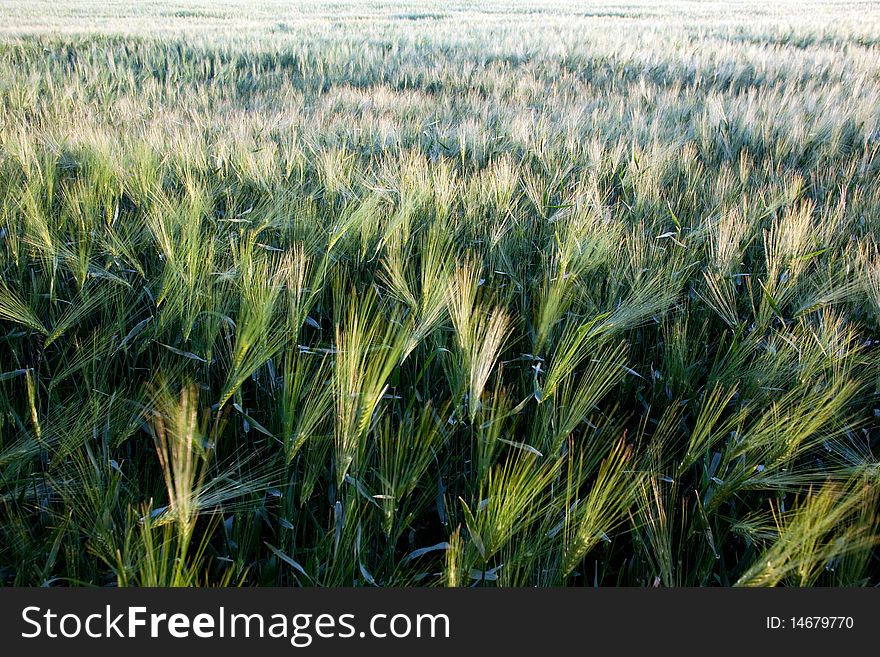 An image of a beautiful field of barley. An image of a beautiful field of barley
