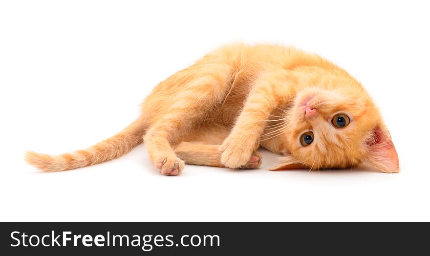 Small red kitten on a white background