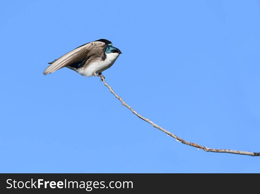 Male Tree Swallow Stretching Wings Before Taking Flight