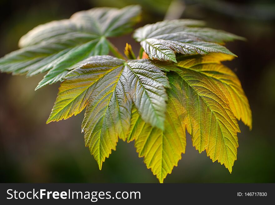 Close up of back lit sycamore leaves in spring. Close up of back lit sycamore leaves in spring