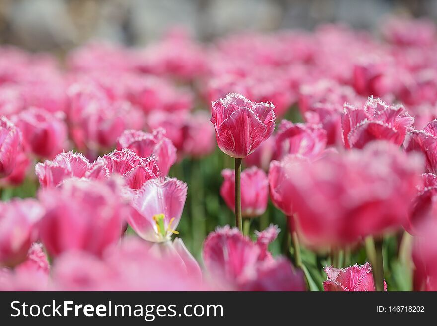 A mix serie of red,yellow, white and purpule tulips