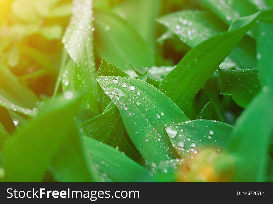 Lush green natural leaves background with water drops. Selective focus. Sun rays. Lush green natural leaves background with water drops. Selective focus. Sun rays