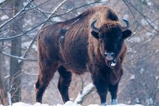 European Bison (Bison Bonasus), Male Stock Photography European Bison (Bison Bonasus), Male Stock Photography