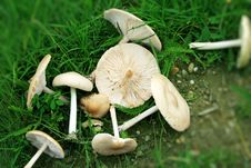 Mushrooms In The Grass Royalty Free Stock Photos