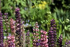 Colorful Lupine In The Garden Stock Photo Colorful Lupine In The Garden Stock Photo