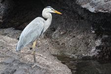 Great Blue Heron In Galapagos Islands Royalty Free Stock Photos