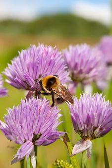 Bumblebee On A Purple Flower 1 Royalty Free Stock Image Bumblebee On A Purple Flower 1 Royalty Free Stock Image