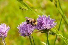 Bumblebee On A Purple Flower 2 Stock Photos Bumblebee On A Purple Flower 2 Stock Photos
